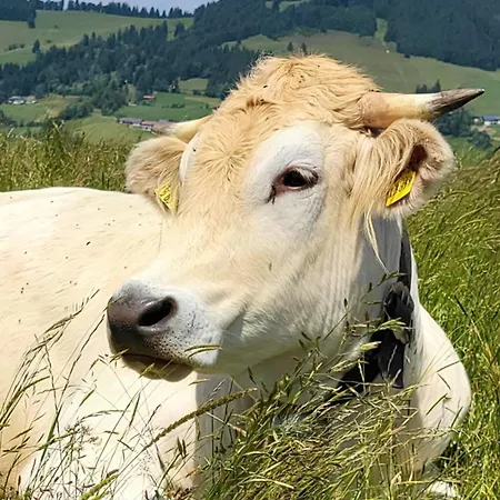 Bergzeit Mit Pool Und Sauna *